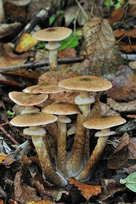 Honey fungus (Armillaria mellea) (Armillariella mellea) toadstools