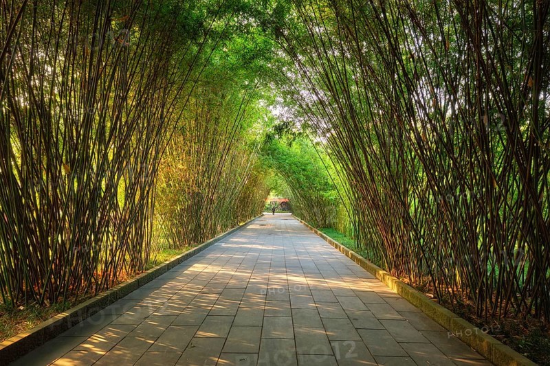 Path in bamboo forest brove in Wangjiang Pavilion (Wangjiang Tower) Wangjianglou Park. Chengdu, Sichuan, China, Asia