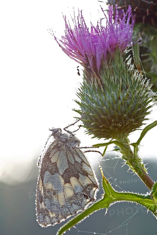 Marbled white (Melanargia galathea) in cold torpor on a thistle, Middle Elbe Biosphere Reserve, Saxony-Anhalt, Germany, Europe
