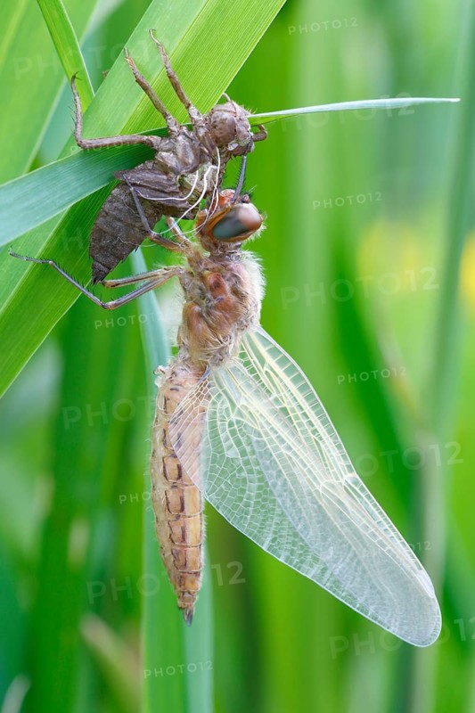 Two-spot (Epitheca bimaculata), imago with exuvium on a reed stalk, after hatching, finished insect, Naturpark Flusslandschaft Peenetal, Mecklenburg-Vorpommern, Germany, Europe