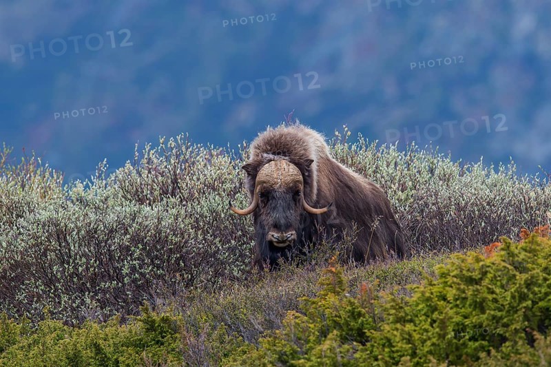 Muskox or Musk Ox (Ovibos moschatus), ?Dovrefjell-Sunndalsfjella-Nationalpark, Norway, Europe