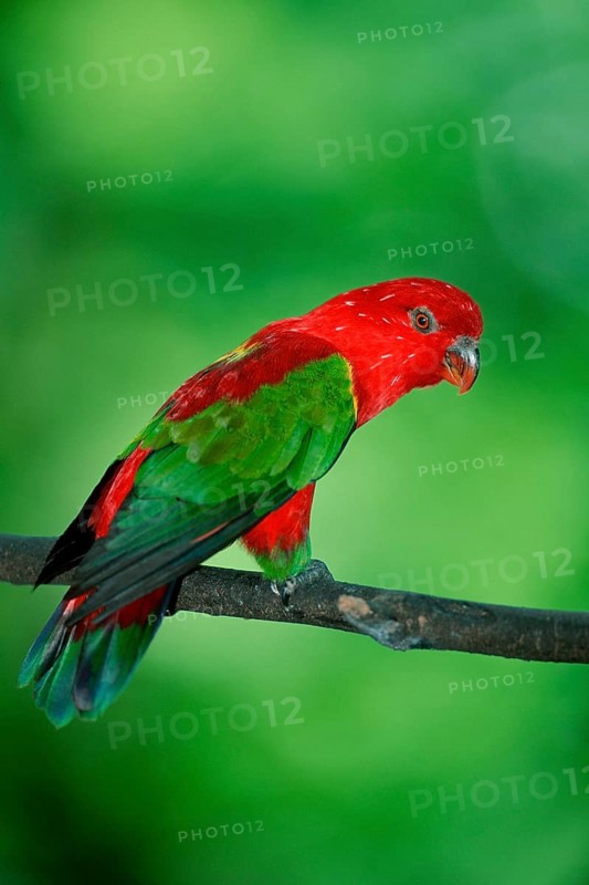 Chattering Lory (Lorius garrulus), Scarlet Lory