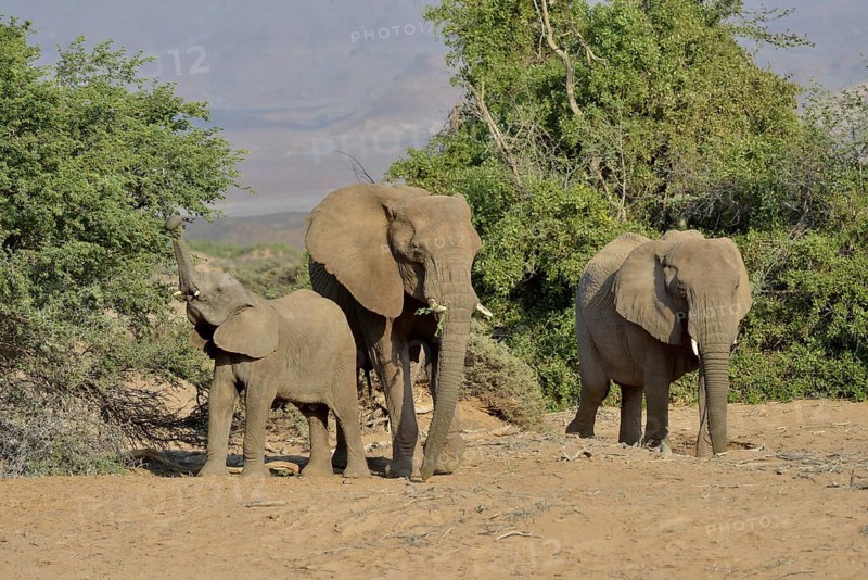 Desert elephants or African elephants (Loxodonta africana), in the dry riverbed of the Huab, Damaraland, Namibia, Africa