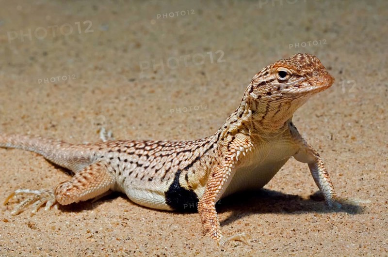 Sonoran fringe-toothed lizard, Yuman desert fringe-toothed lizard (Uma rufopunctata), native to Arizona, USA, North America