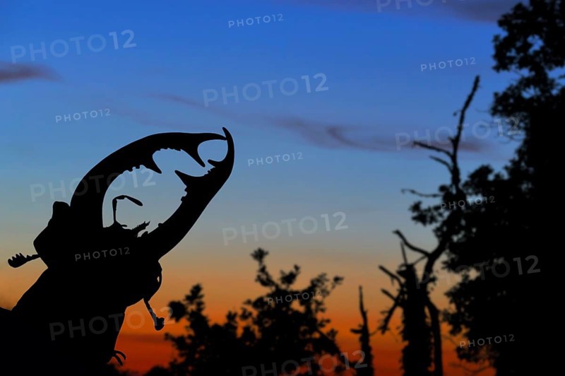Close-up of the mouthparts of the stag beetle (Lucanus cervus) silhouetted against the sunset over the forest, La Brenne, France, Europe