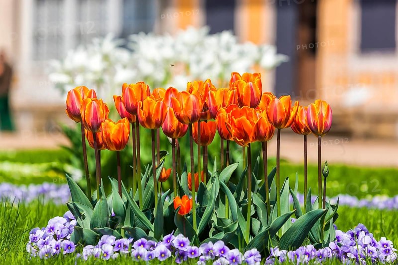 Pillnitz Palace Park in spring