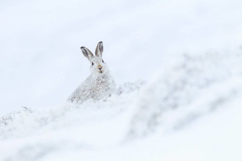 Mountain hare in Winterfell ( Lepus timidus) , Cairngorms National Park, Scotland, Great Britain