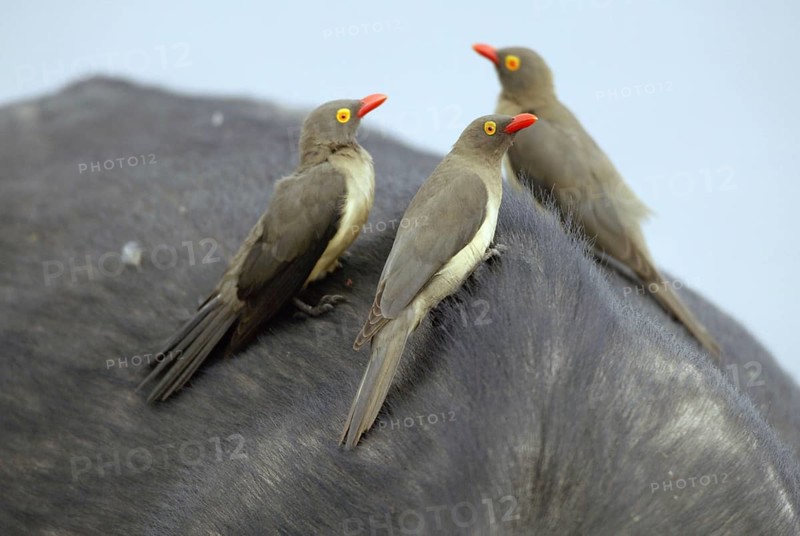 Red-billed oxpecker (Buphagus erythrorhynchus) on African buffalo, Sabi Sand Game Reserve, South Africa, Africa