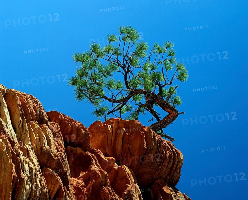 Ponderosa Pine on rock, /, Zion national park, Utah, USA, Ponderosa Pine (Pinus ponderosa) on rocks, Zion National Park, USA, North America