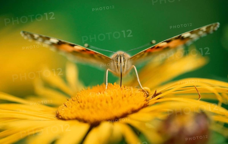 Painted Lady (Cynthia cardui) Lower Saxony, Germany, Europe