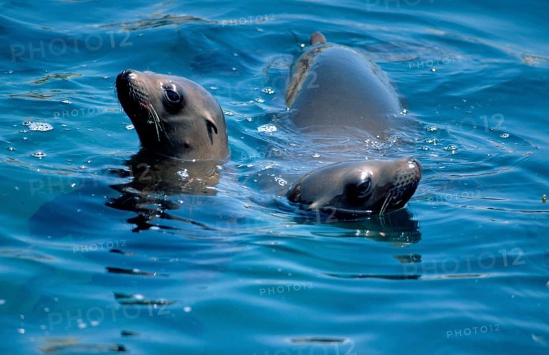 Californian Sea Lions (Zalophus californianus), Monterey, California, USA, North America