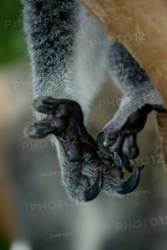 Koala (Phascolarctos cinereus), hand with claws, Australia, Koala, hand with claws, Australia, Oceania