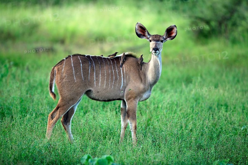 Greater Kudu (Tragelaphus strepsiceros), female, with Oxpeckers (Buphagus), Kruger national park, South Africa, side, Africa