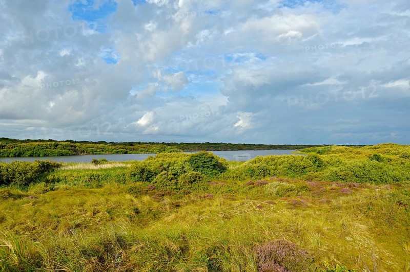 De Geul nature reserve, breeding site of spoonbill colony, Den Hoorn, Texel island, North Holland, Netherlands