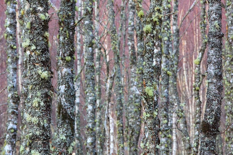 Lichen covered birch trunks, n, Cairngorms National Park, Scotland, United Kingdom, Europe