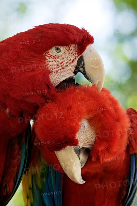 Green-winged Macaw (Ara chloroptera) and Scarlet Macaw (Ara macao)