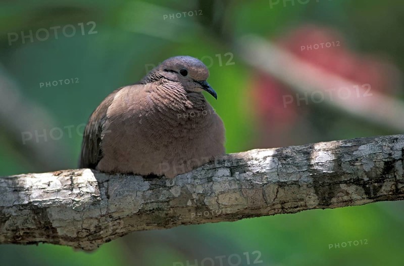 Ruddy Ground Dove (Columbina talpacoti), Tobago