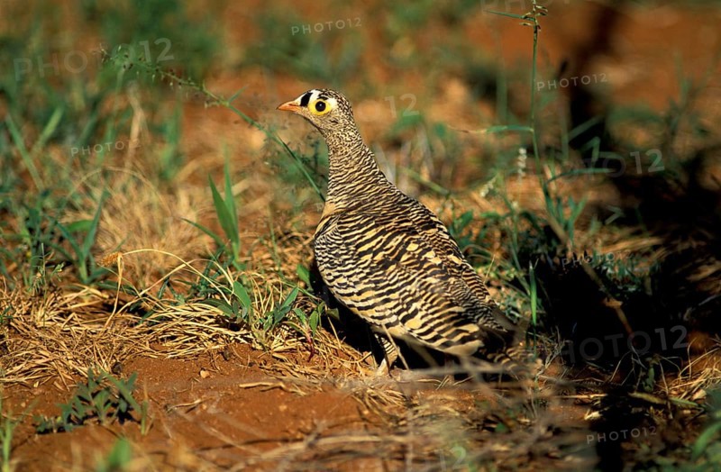 Lichtenstein's Sandgrouse, male, Samburu Game Reserve, Kenya (Pterocles lichtensteini)