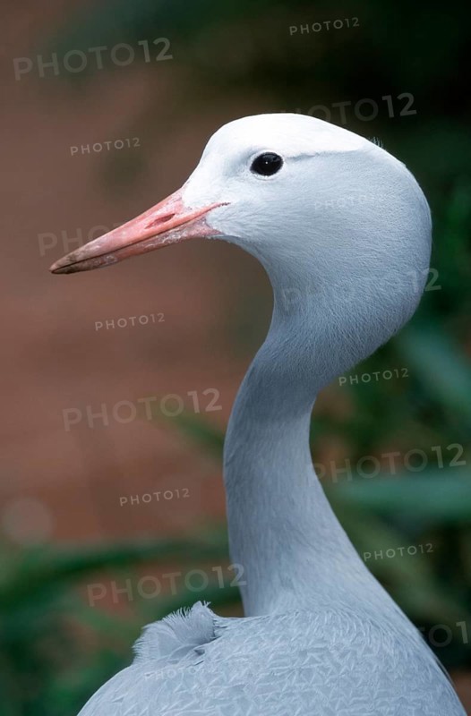 Stanley Crane (Anthropoides paradisea), South_Africa, Paradieskranich, Suedafrika /