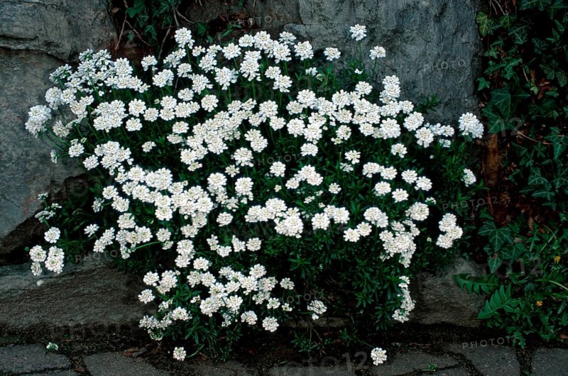 Evergreen Candytuft (Iberis sempervirens), evergreen candytuft, flowers, garden plants cruciferous, Brassicaceae, white, landscape, horizontal, flowering ing