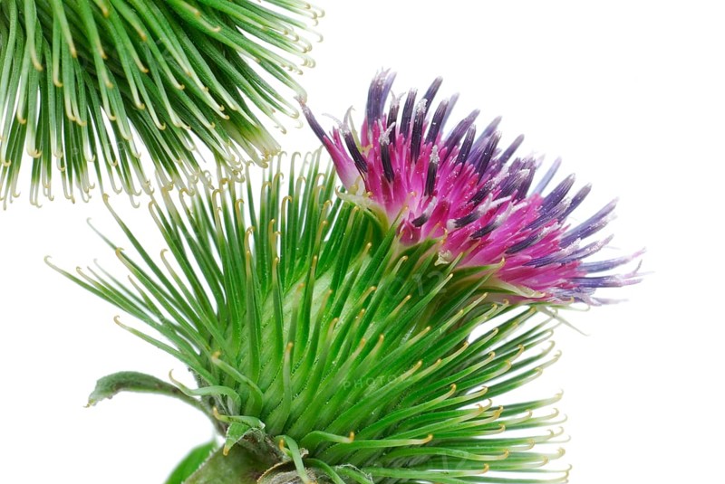 Big burdock (Arctium lappa)