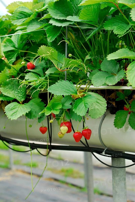 Commercial strawberry cultivation, strawberries on substrate culture (Fragaria x ananassa) , substrate cultivation