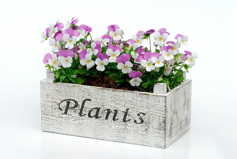 Pansy in flower box (Viola) , Pansy