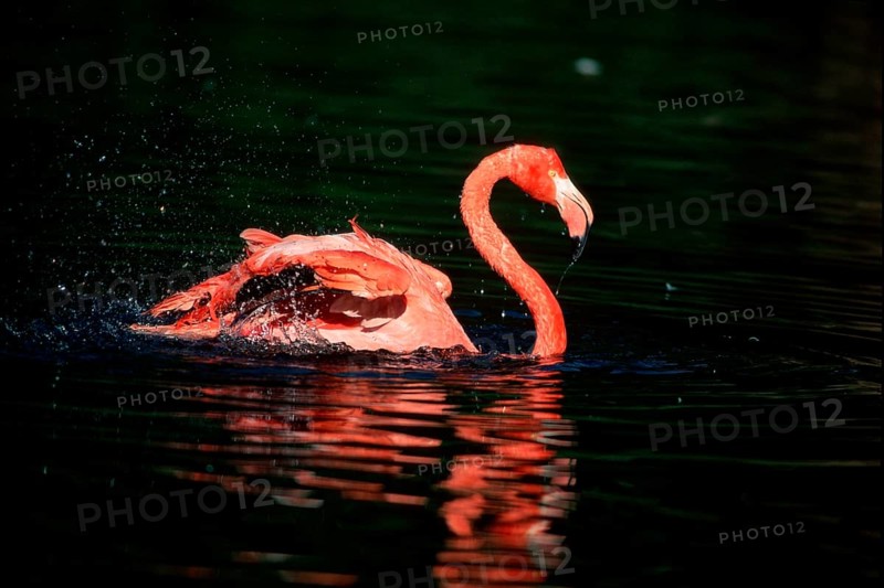 American Flamingo (Phoenicopterus ruber ruber), side