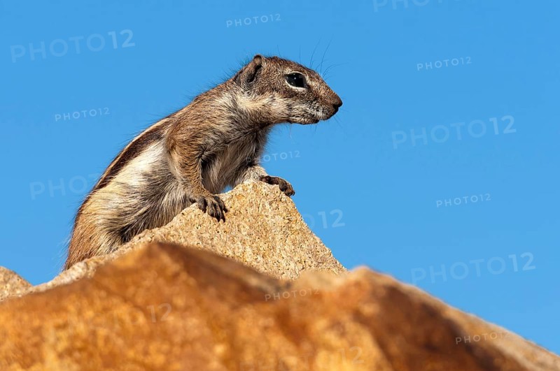 Barbary ground squirrel (Atlantoxerus getulus), chipmunk, Atlantic squirrel, ground squirrel, wildlife, Canary Islands, Fuerteventura, Spain, Europe