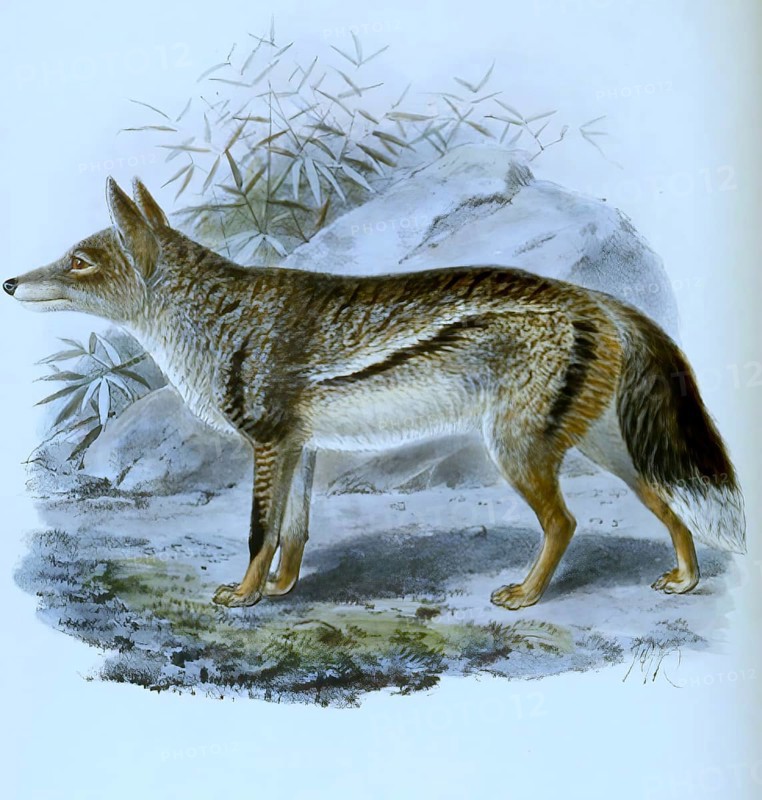 Striped jackal (Canis adustus), Lupulella adusta, Historical, digitally restored reproduction of a 19th century original, exact date unknown.