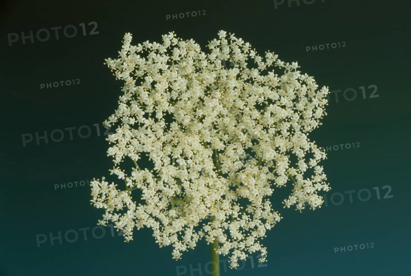 Elderflower, black elder (Sambucus) nigra, medicinal plant, is considered a proven household remedy for colds, kidney and bladder problems and for strengthening the heart and circulation