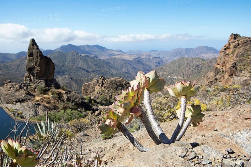 Rosette thickleaf (Aeonium lancerottense), Caldera de Tejeda, Las Palmas Province, Gran Canaria, Canary Islands, Spain, Europe