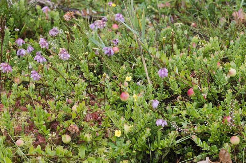 Cranberries (Vaccinium macrocarpon), large-fruited cranberry with cross-leaved heath (Erica tetralix), Terschelling, Netherlands