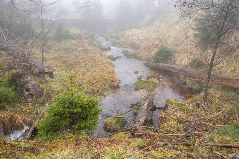 Stream at the Oderteich, Nebel, Harz National Park, Lower Saxony, Germany, Europe