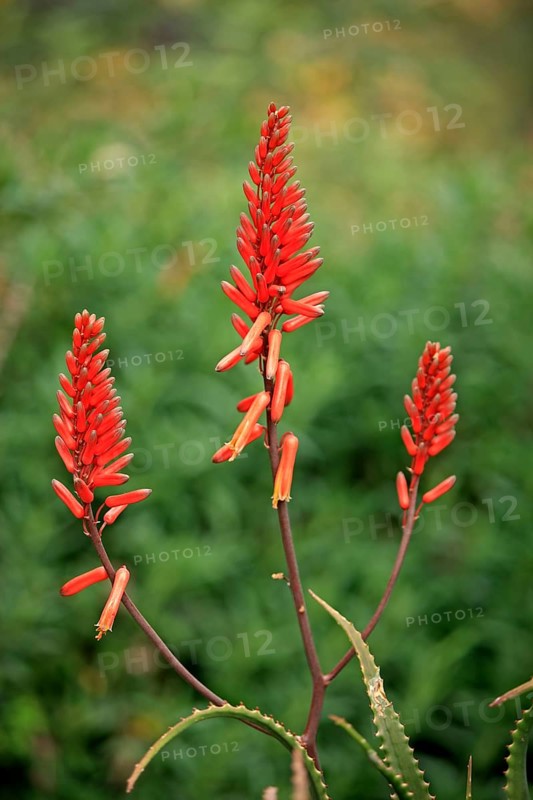 Prickly uitenhage aloe (Aloe africana), South Africa, Africa