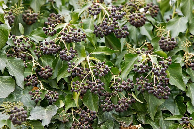 Ivy, Germany (Hedera helix)