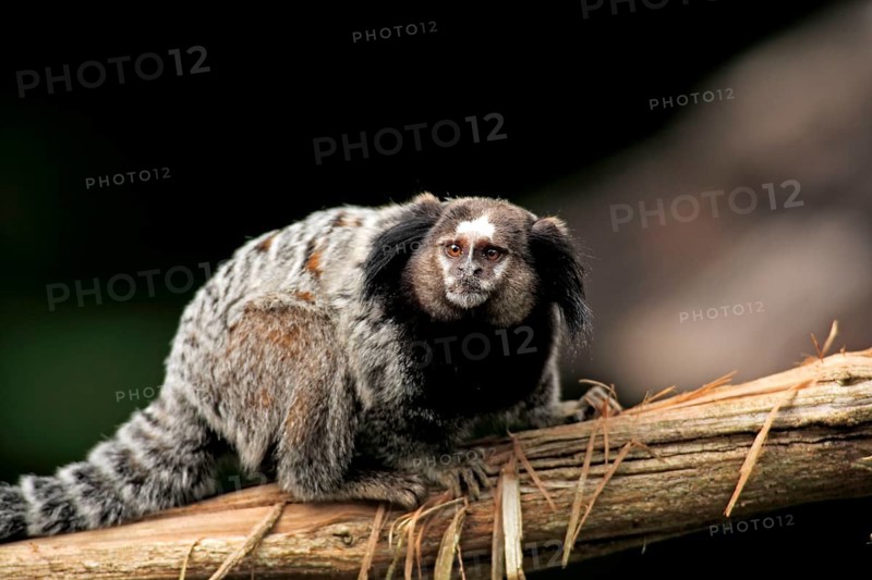 Wied's tufted-eared marmoset, wied's marmoset (Callithrix kuhlii), Brazil, South America