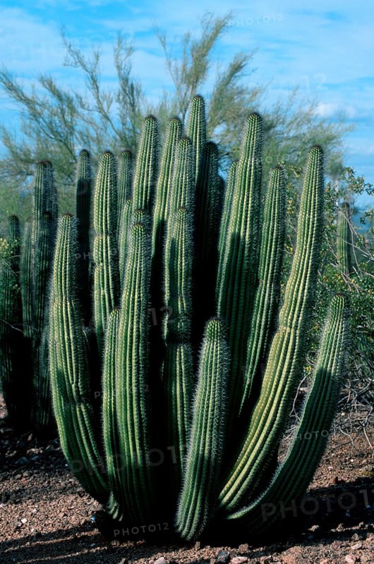 Organ pipe cactus (Stenocereus thurberi), Sonora Desert, Arizona, USA, North America