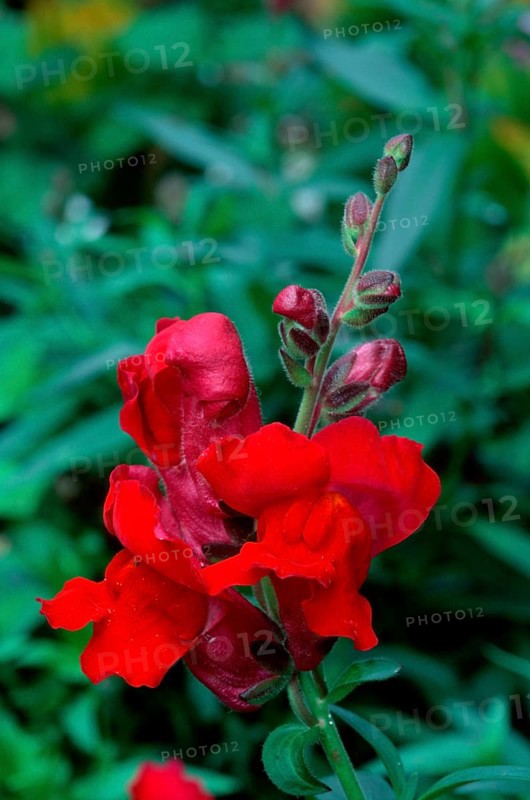 Snapdragon (Antirrhinum majus)