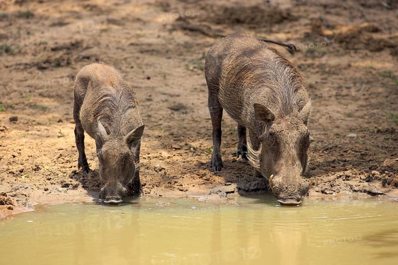 Desert warthog (Phacochoerus aethiopicus), pair, Mkuze Park, South Africa, Africa