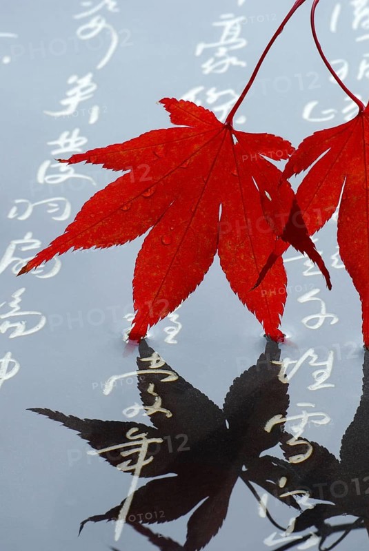 Japanese (Acer japonicum aconitifolium) maple, Japanese characters