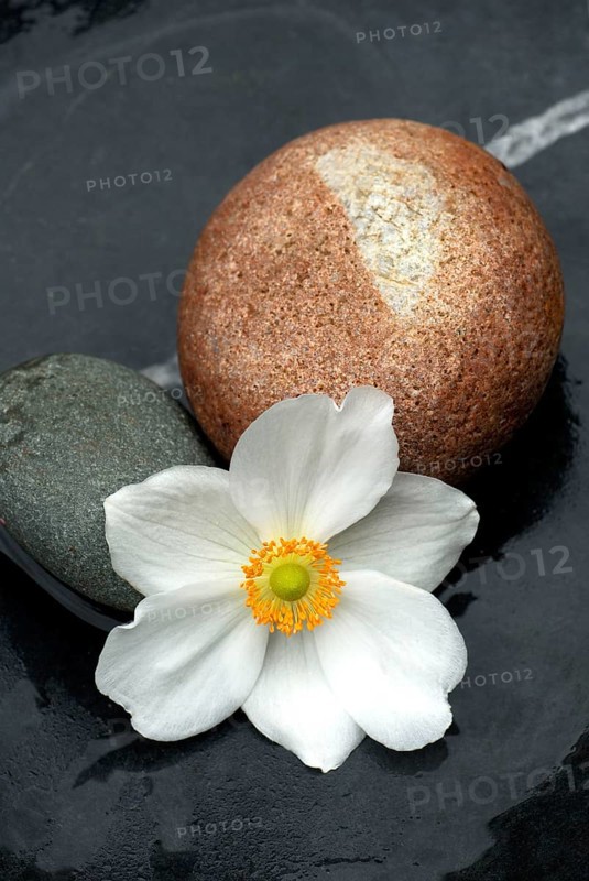 Autumn anemone, blossom and stones, Japanese anemone (Anemone japonica)