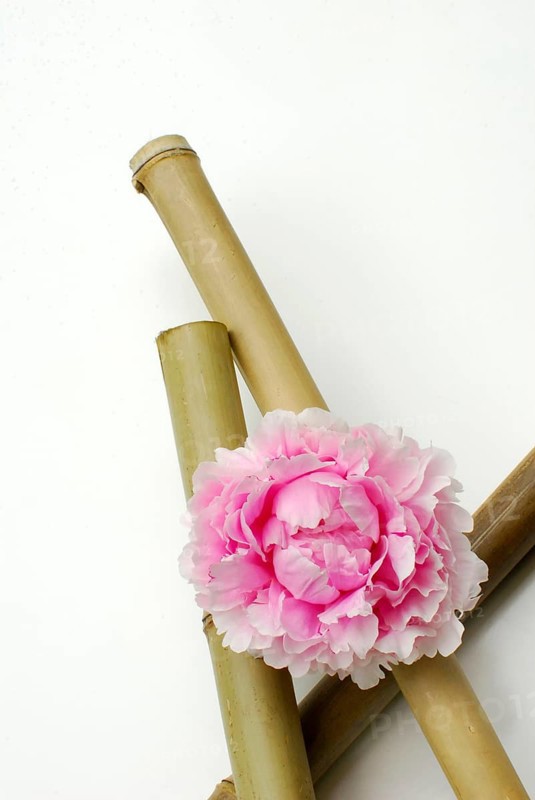 Peony (Paeonia lactiflora) and bamboo sticks, peony, bamboo stick, bamboo