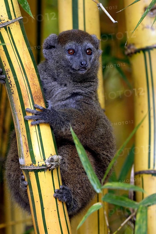 Gray Bamboo Lemur, Grey Gentle, Madagascar, Gray eastern lesser bamboo lemur (Hapalemur griseus), Madagascar, Africa