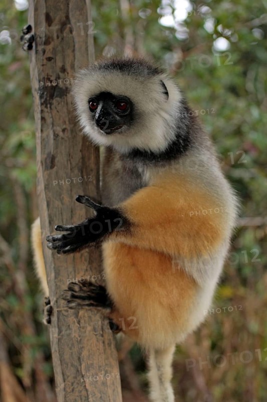 Silky sifaka, perinet (Propithecus diadema candidus), Madagascar, Africa