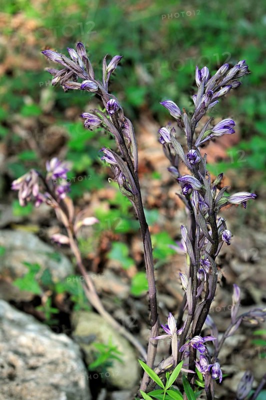 Violet limodore (Limodorum abortivum), Orchids, Violet Limodore in flower