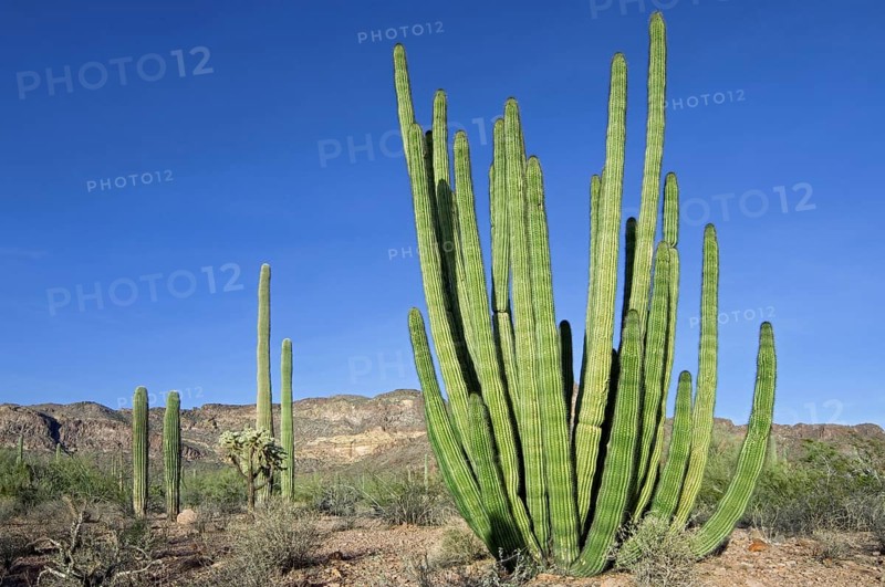 Organ pipe cactus (Stenocereus thurberi) in the Organ Pipe Cactus National Monument, Arizona, USA, North America