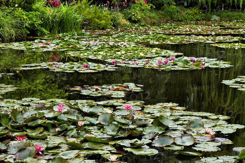 Water lily pond in bloom, Claude Monet Garden, Giverny, Eure Department, Upper Normandy, France, Europe