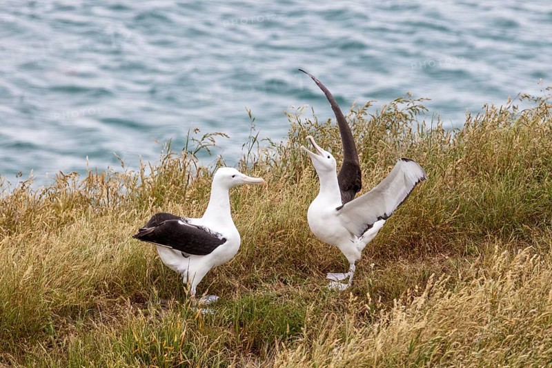 Albatros (Diomedea sanfordi), Taiaroa Head, Otago Peninsula, Neuseeland