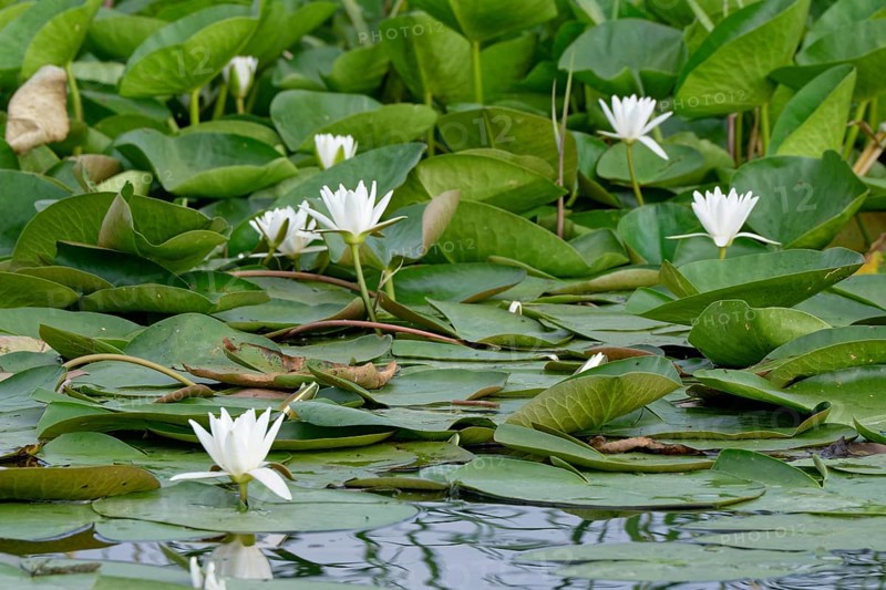 European white waterlilies (Nymphaea alba) on the water of Lacul Isaccel, a lake in the Danube Delta. UNESCO Danube Delta Biosphere Reserve. Munghiol, Tulcea, Romania, Southeast Europe, Europe